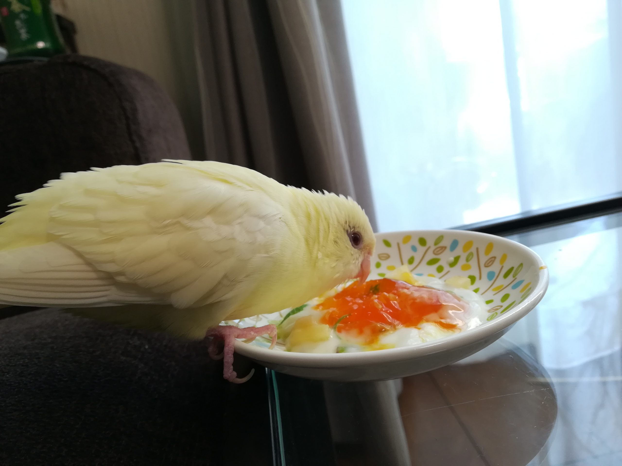 サザナミインコの福ちゃん