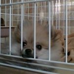 ウトウトしている愛犬(′▽`〃)