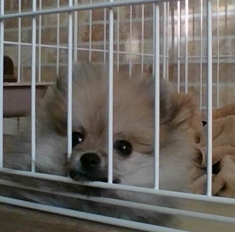 ウトウトしている愛犬(′▽`〃)