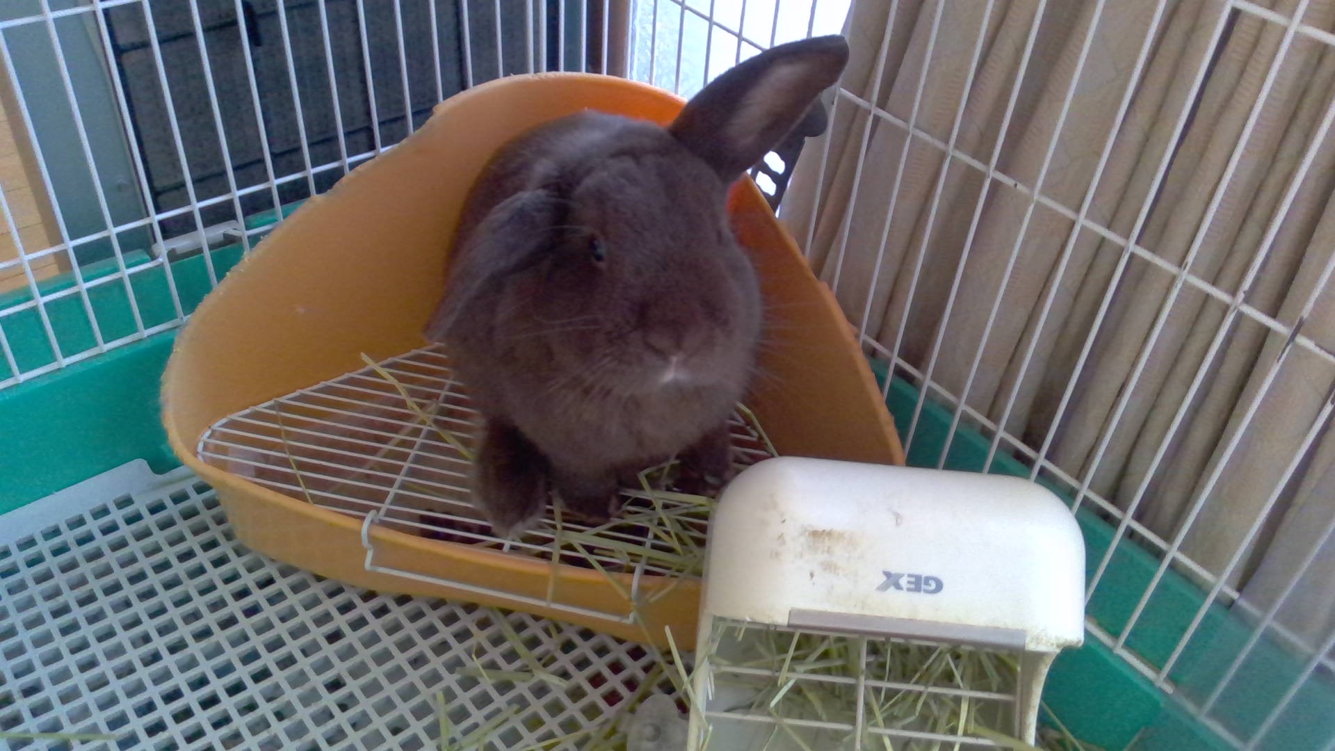 うさぎネザーランドドワーフ