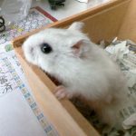 ハムスター