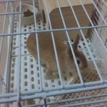 ピーター（うさぎ）