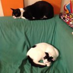 我が家の自慢！グラタン＆ピザウーマン
