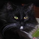 ノルウエージャンフォレストキャット