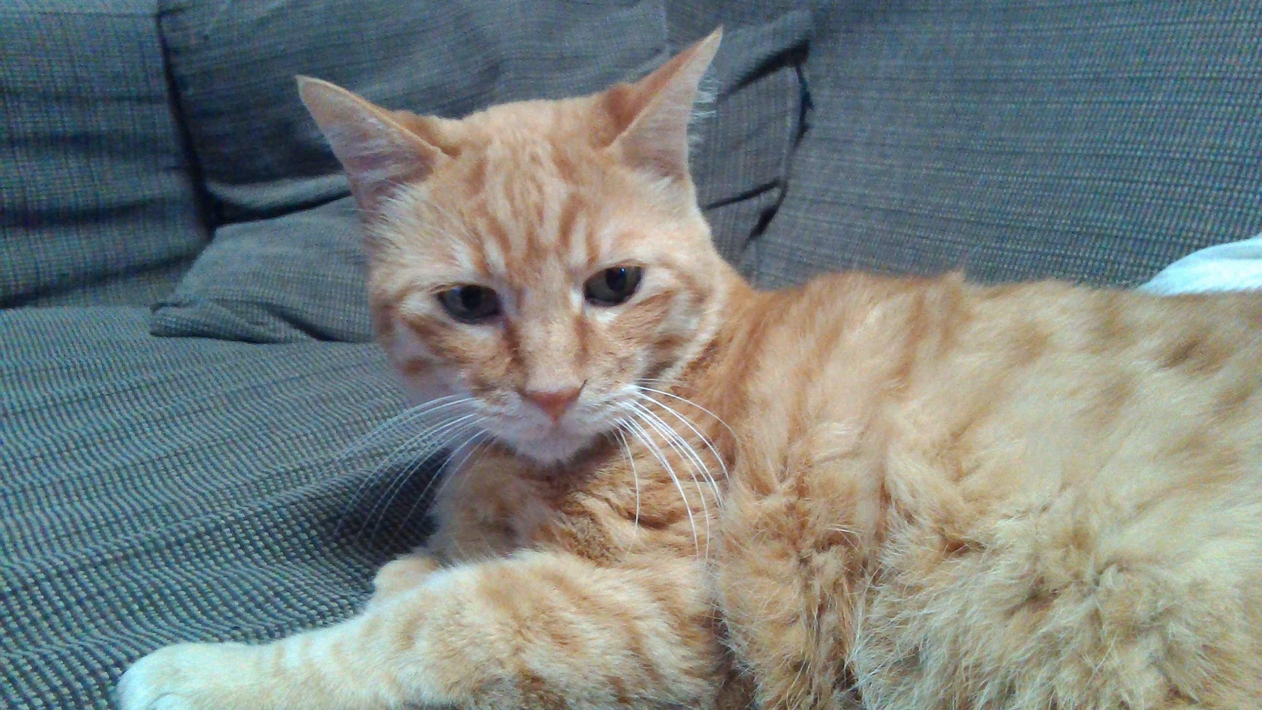 自慢の愛猫わか