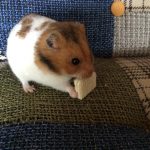 ゴールデンハムスターのスナック