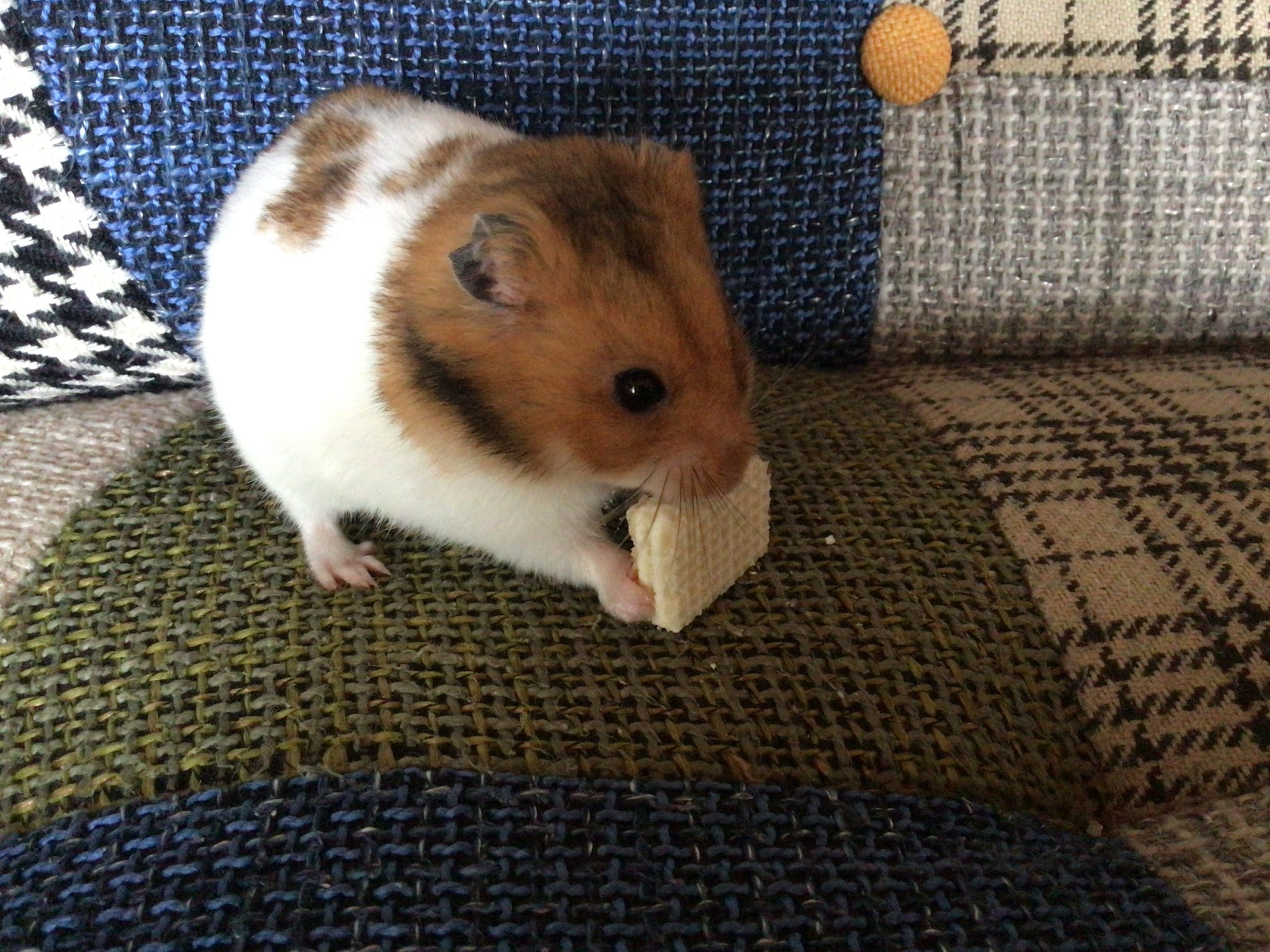 ゴールデンハムスターのスナック