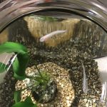 青白めだか！