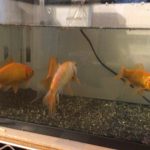 金魚