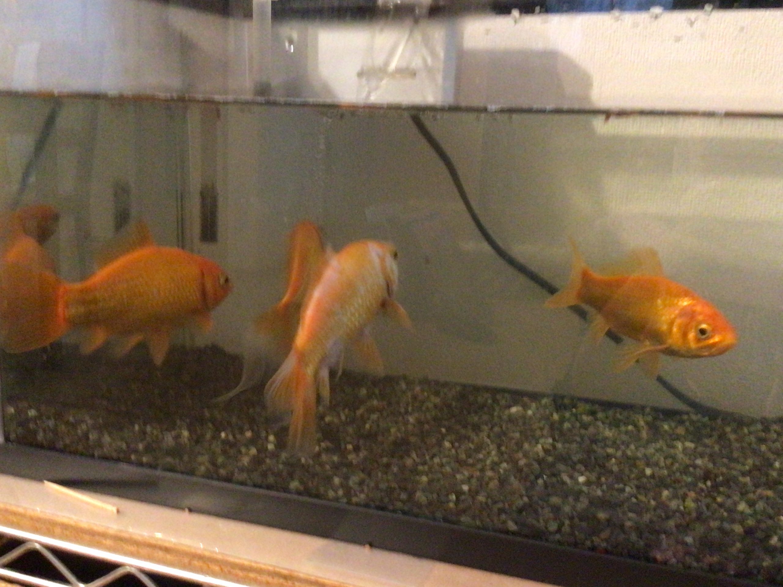 金魚