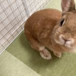 うさぎ