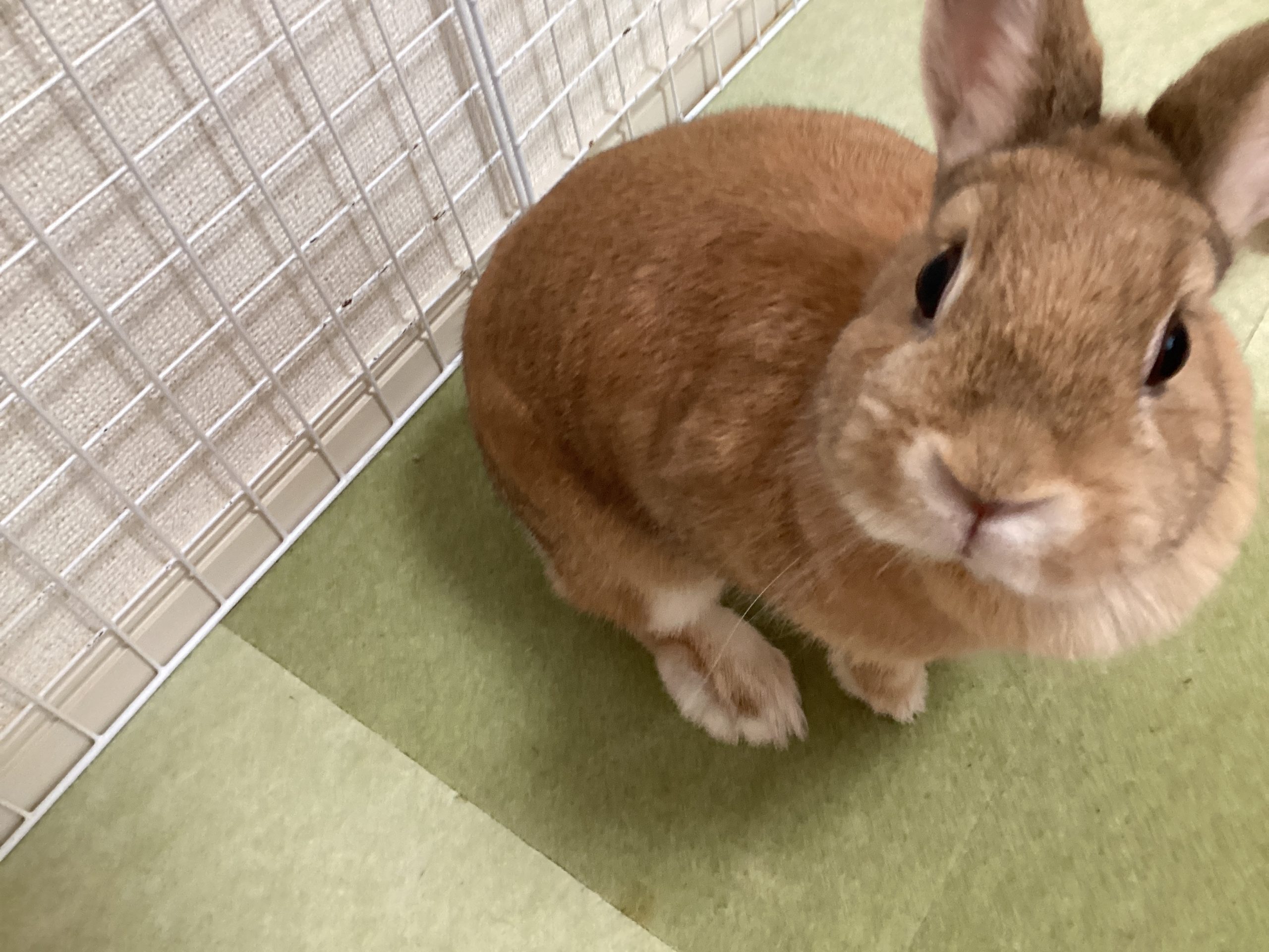 うさぎ
