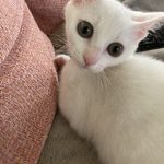 ゆき