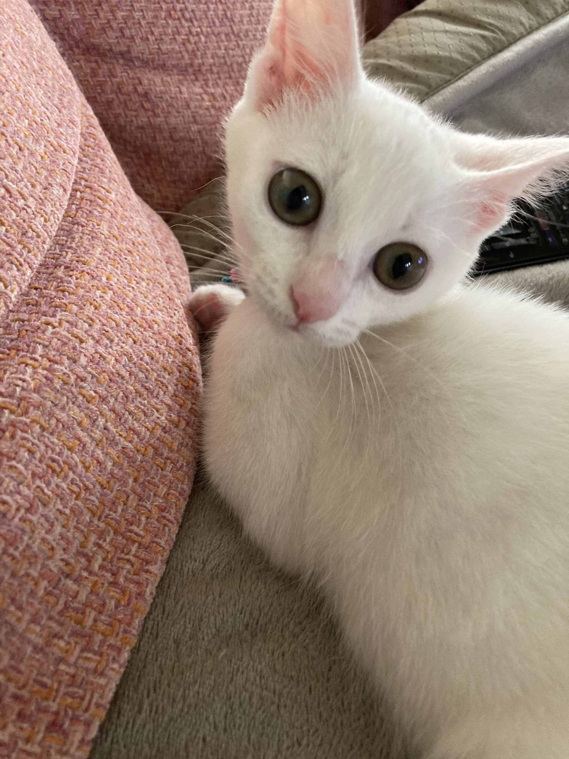 ゆき