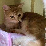 マンチカン短足のもいちゃんでーす