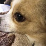 ロングコートチワワ・名前:きなこ