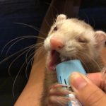フェレットのオスを飼ってます