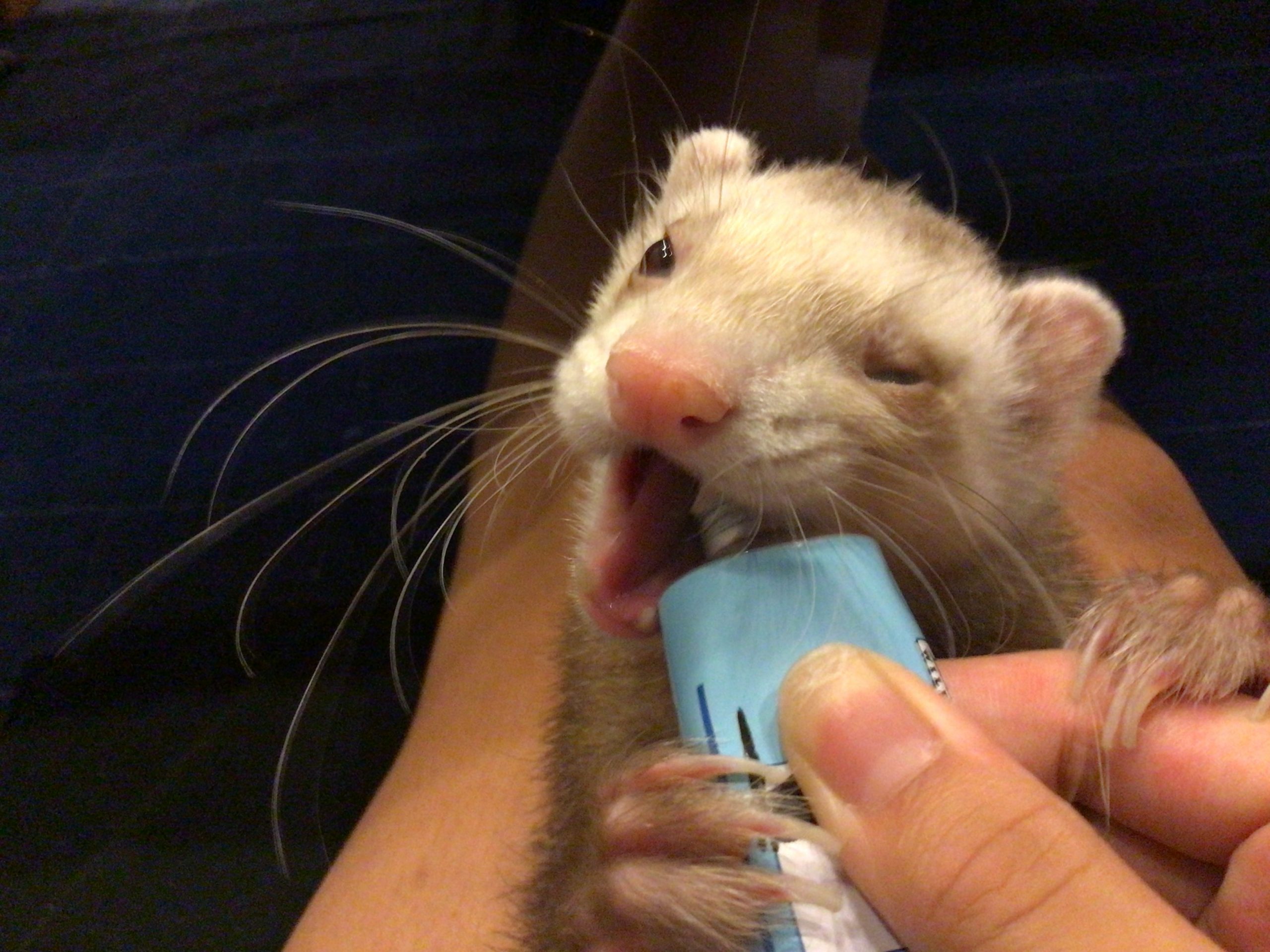 フェレットのオスを飼ってます