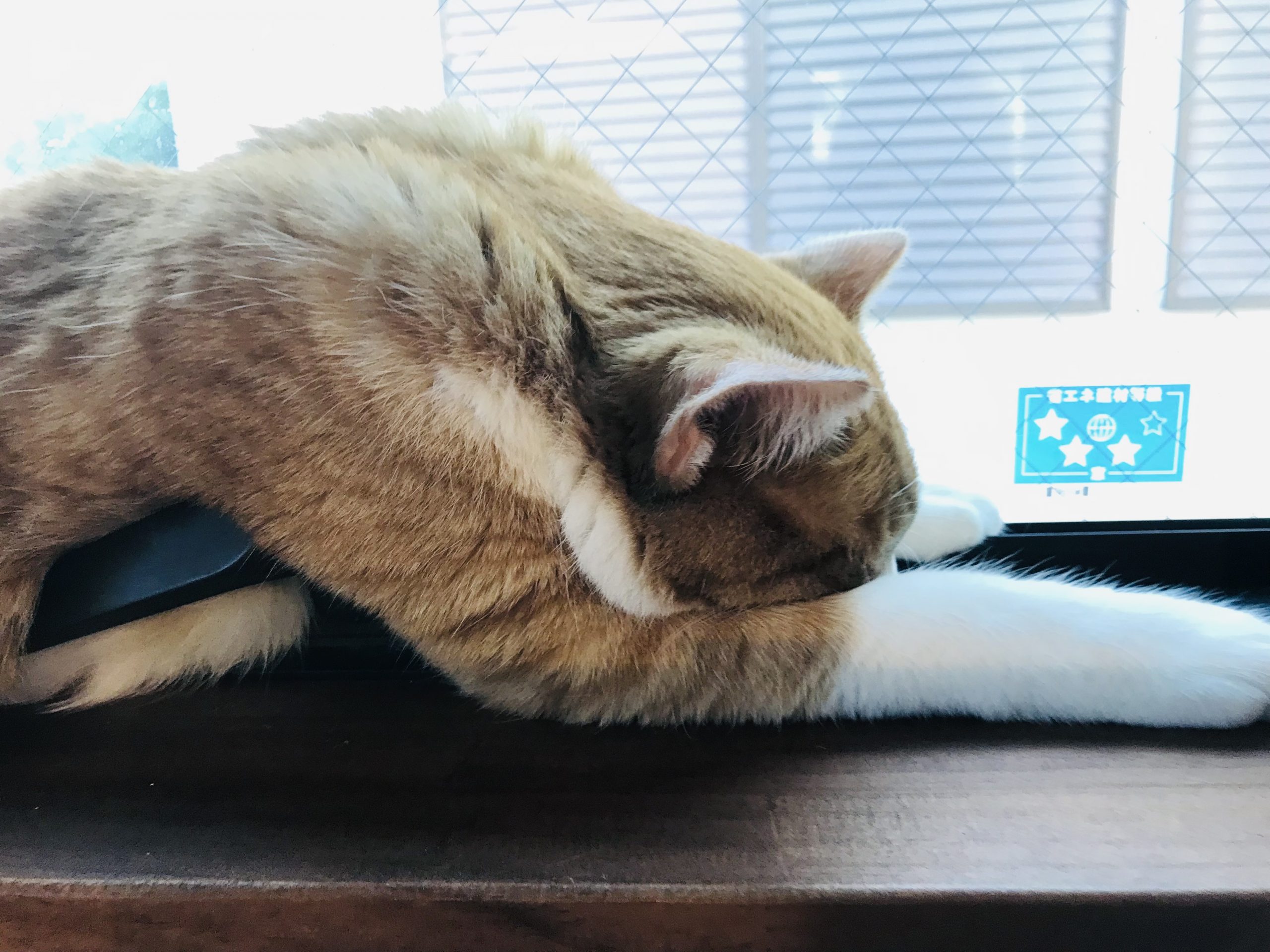 変なかっこう