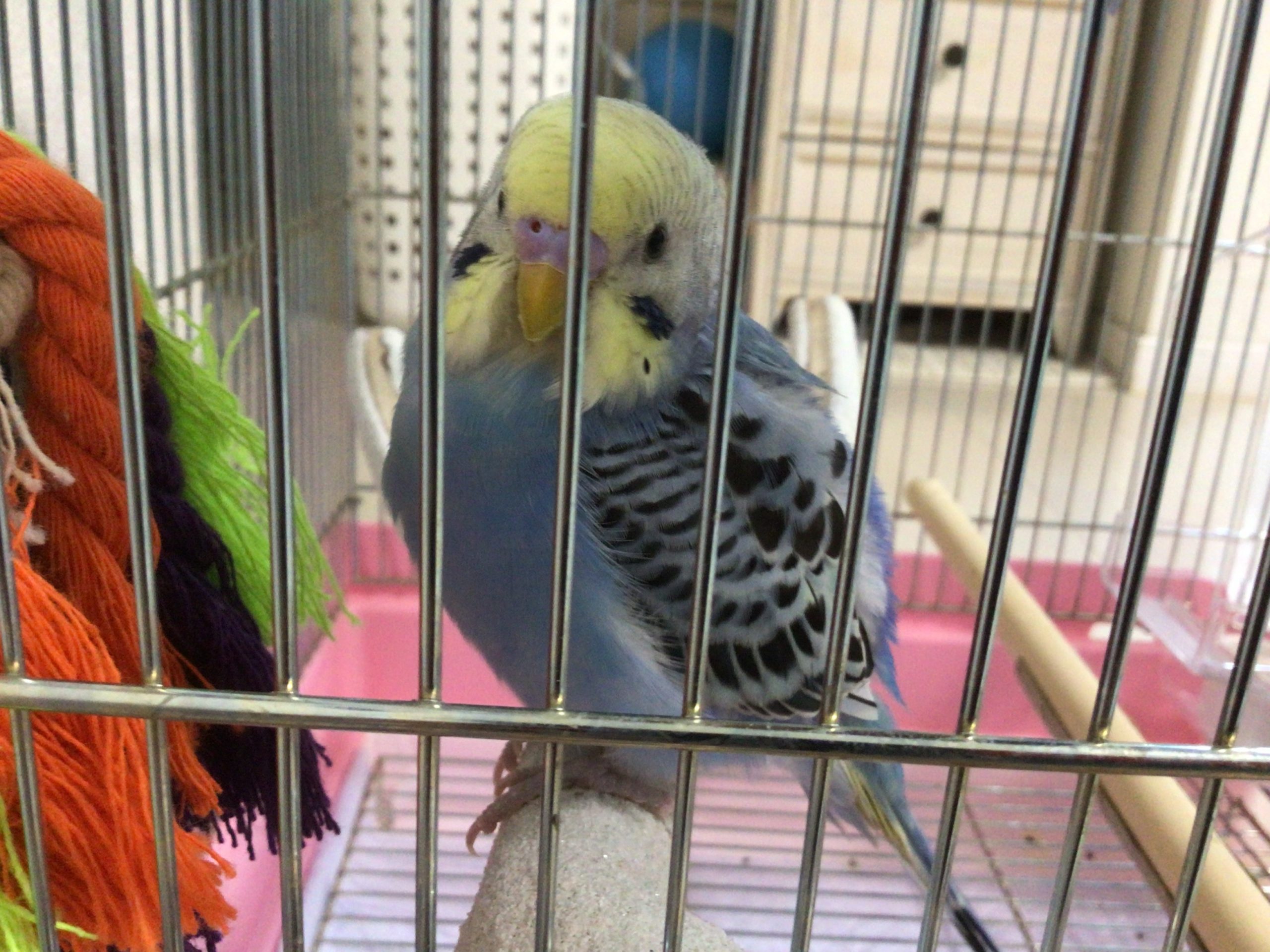 セキセイインコのおまめちゃん