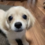 チワックスです~