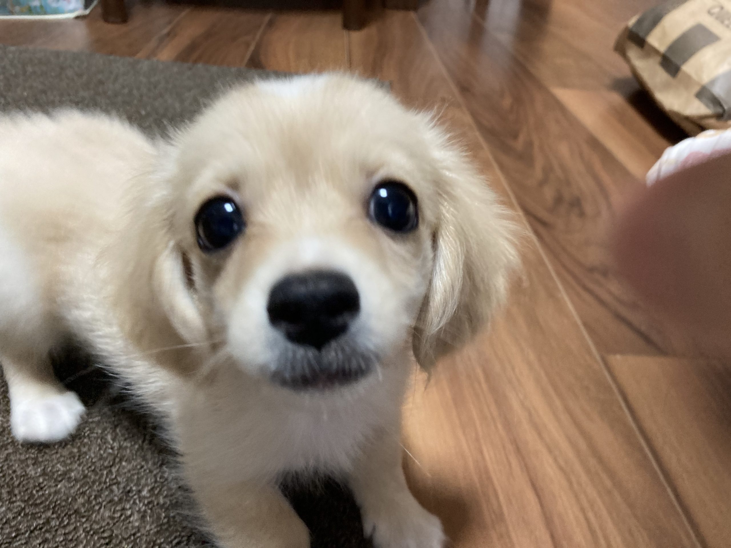 チワックスです~