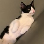 ハチくん！