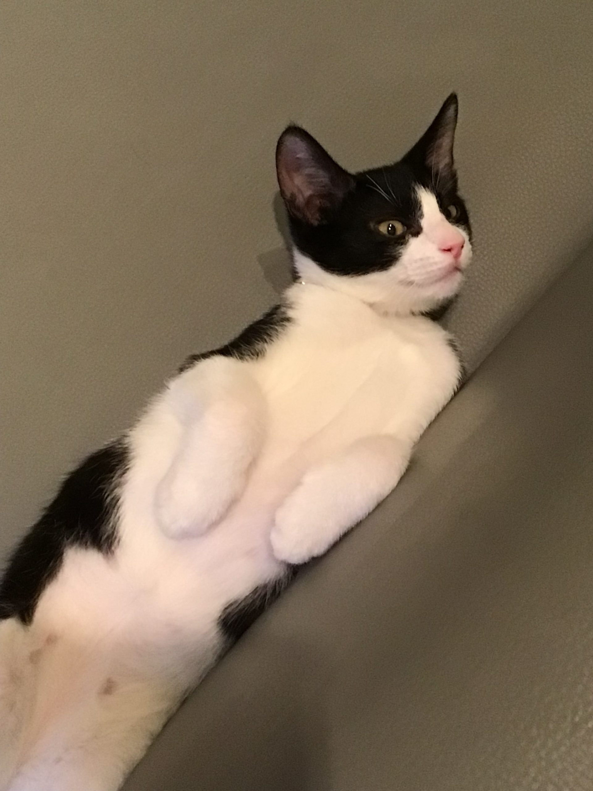 ハチくん!