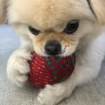 家のアイドル犬ゆき