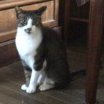 さくらちゃん