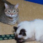 アンナちゃんとミイコ