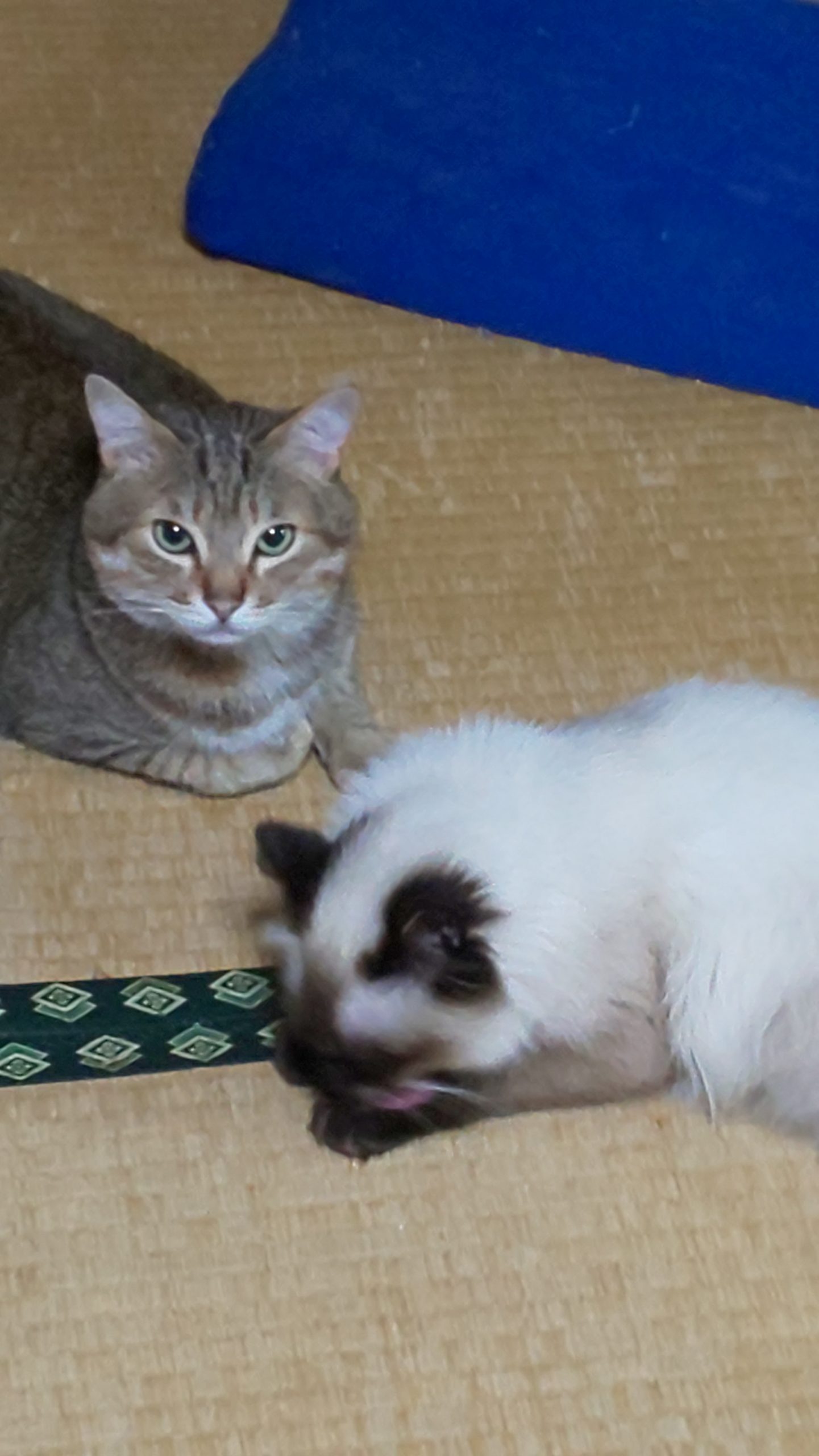 アンナちゃんとミイコ