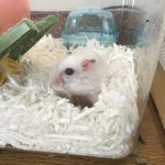 ハムスターのハム太
