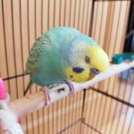 パステルレインボーの綺音(きゅいん)！！
