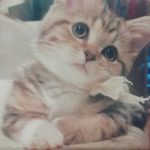 スコティッシュホールドのゆきちゃん