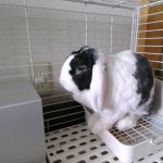 うさぎのさくらくん