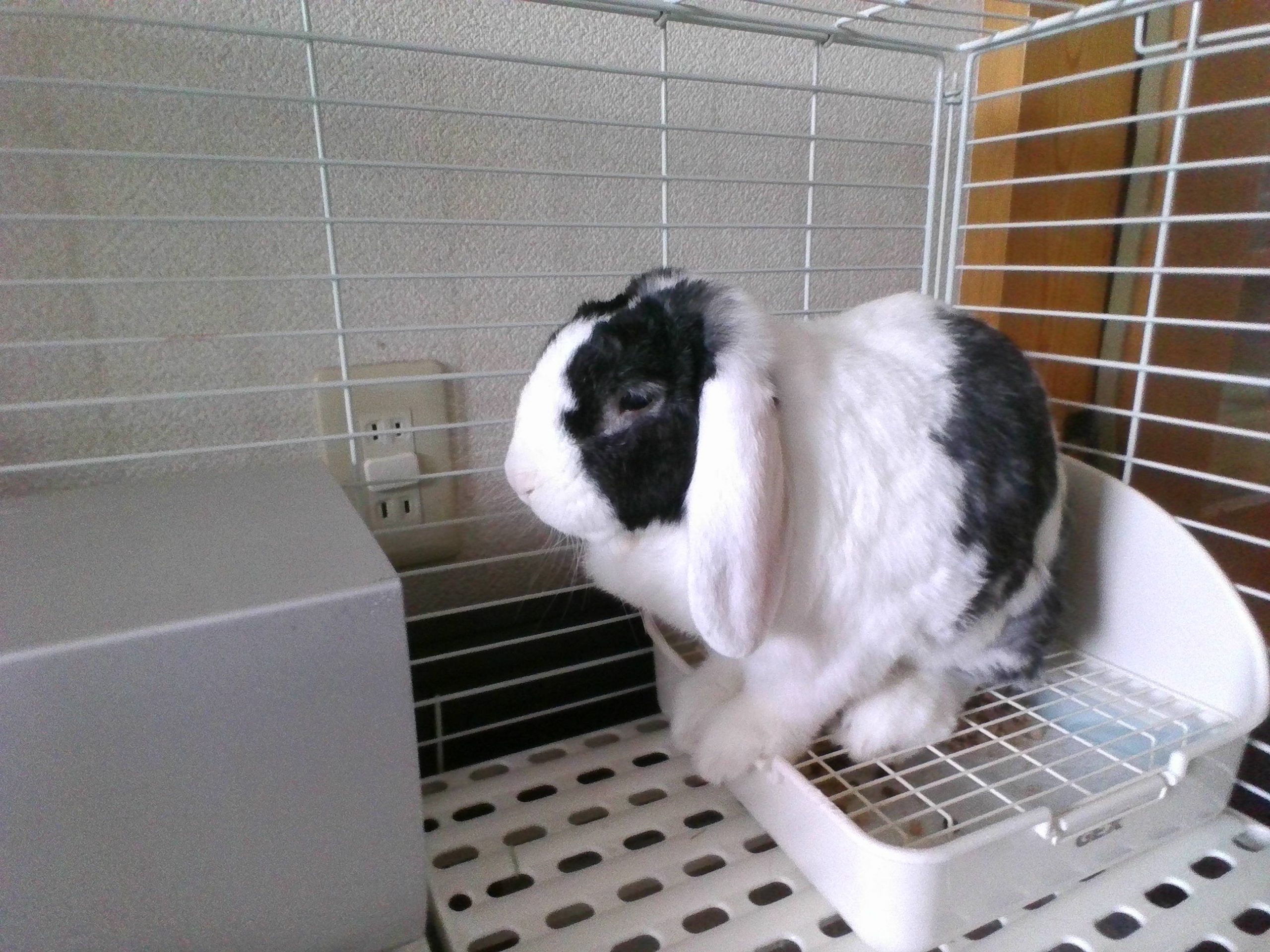 うさぎのさくらくん