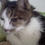 雑種の和風猫！