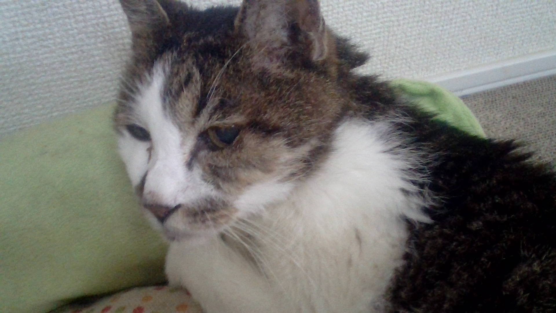 雑種の和風猫!