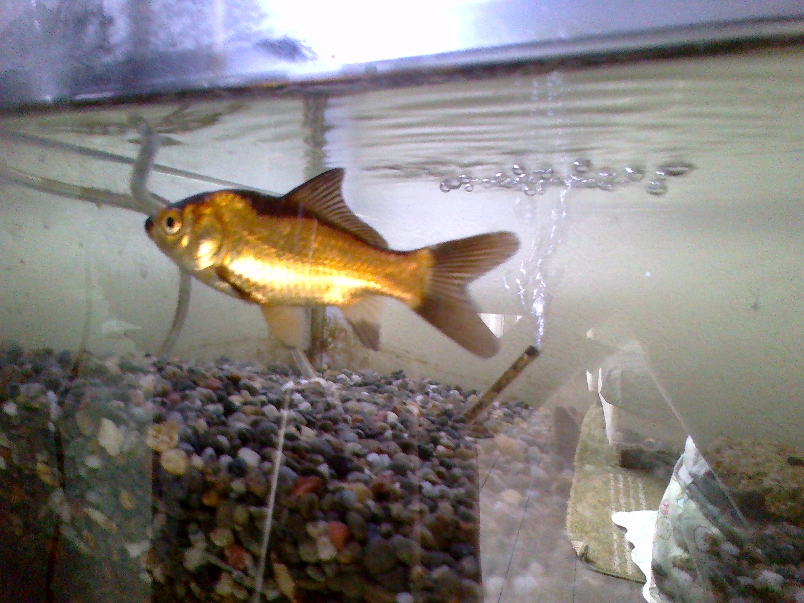 黒色の金魚 金ちゃん