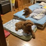 かわいいトイプードルのロキとリズ