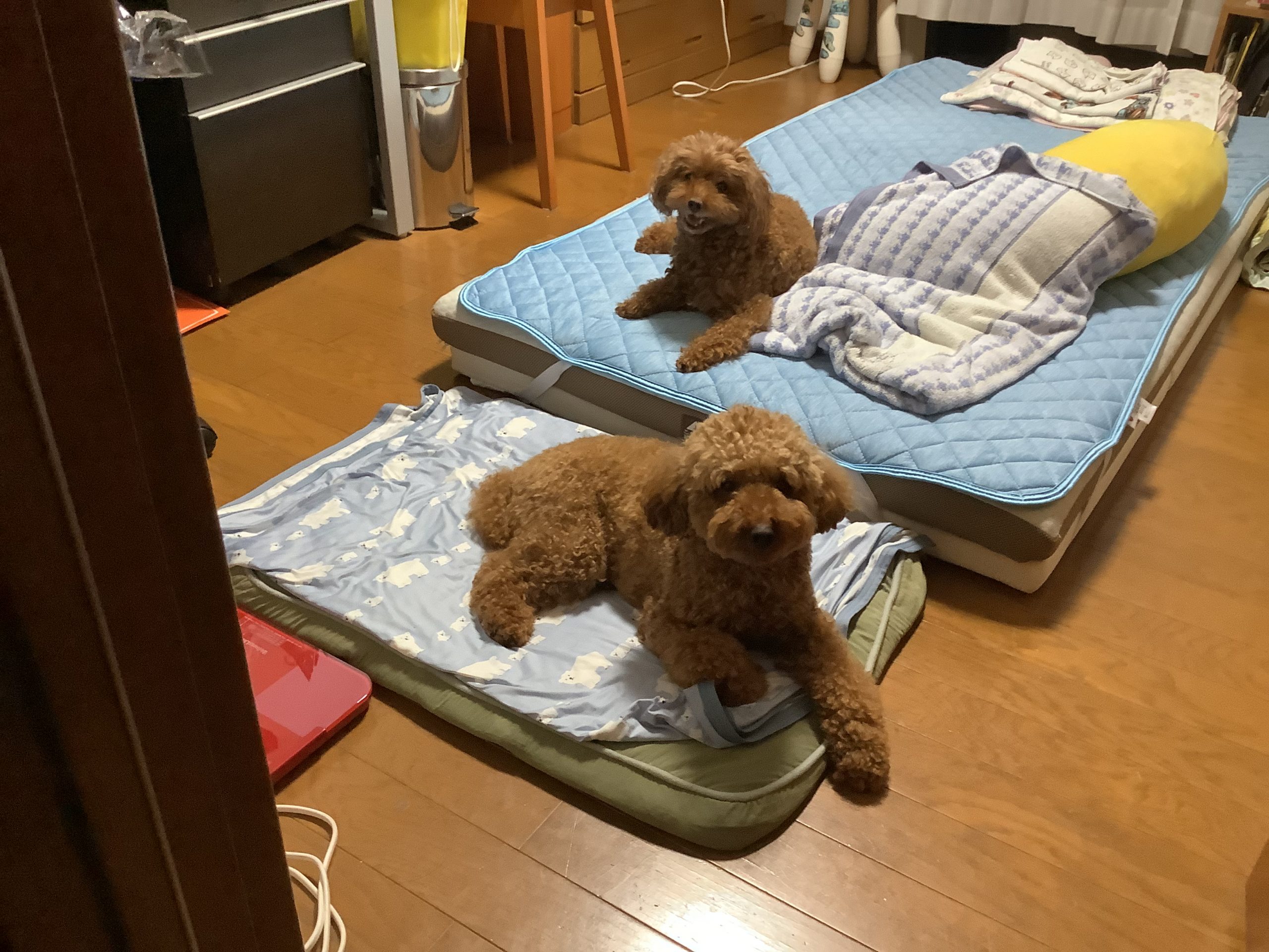 かわいいトイプードルのロキとリズ