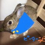 うさぎ