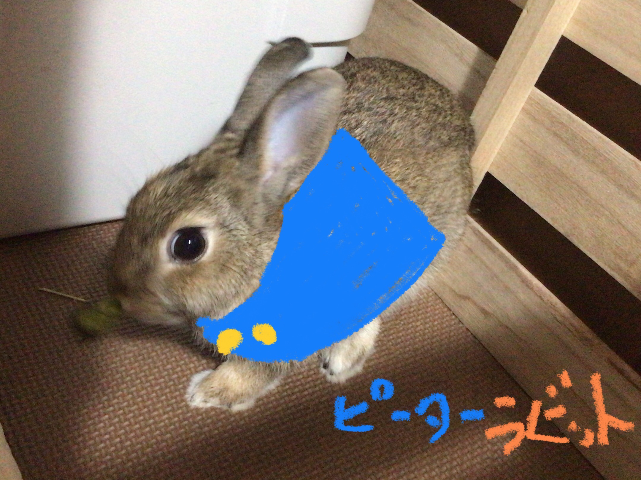 うさぎ