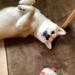私の小春かわいすぎ！