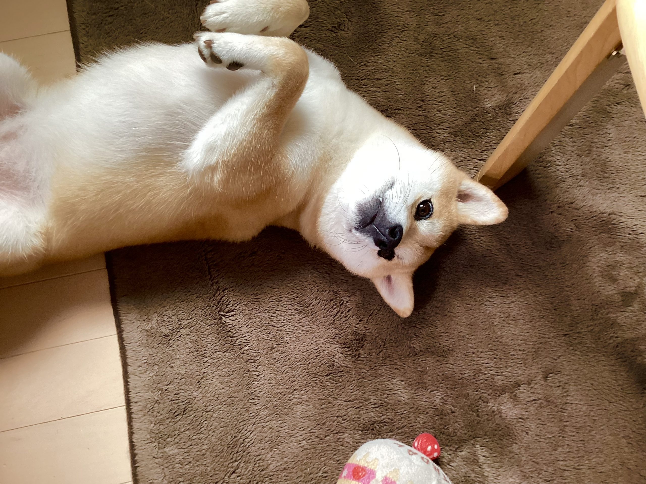 私の小春かわいすぎ!