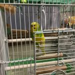 セキセイインコの　プリンでーす。