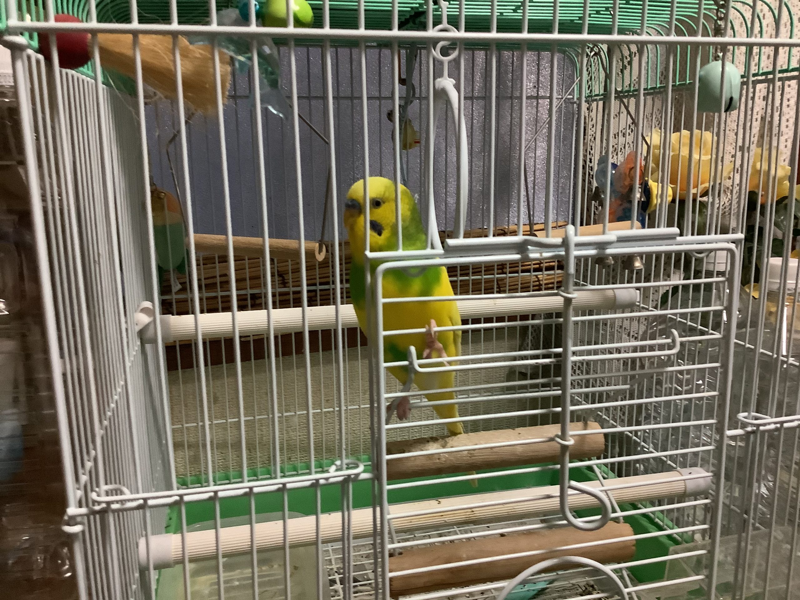 セキセイインコの プリンでーす。