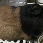 モルモットのきなこちゃん
