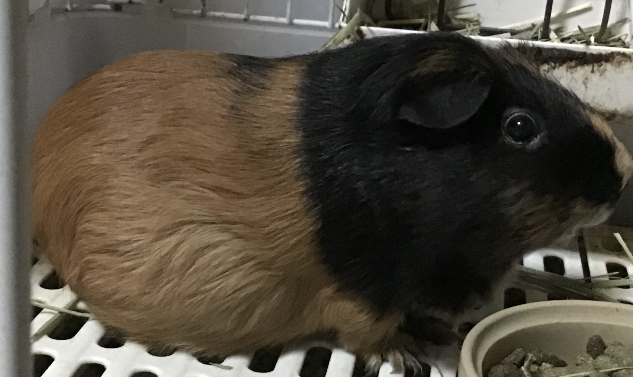 モルモットのきなこちゃん